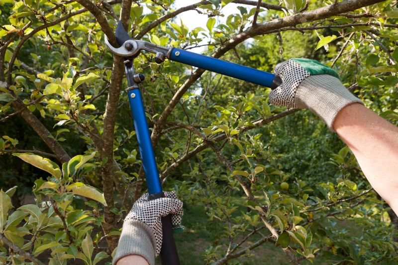 Weigela Pruning Service
