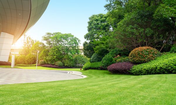 Cost of Commercial Shrub Trimming in Auburn