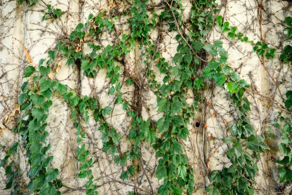 Cost of Vine Removal Service in Auburn