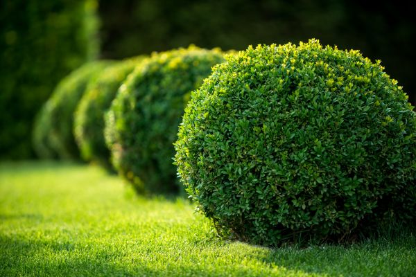 Cost of Bush Pruning in Auburn