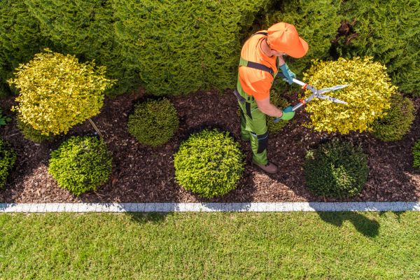 Cost of Topiary Trimming in Auburn