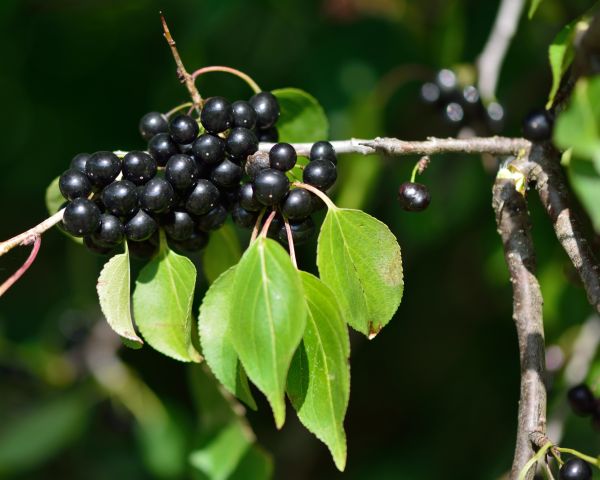 Cost of Buckthorn Removal in Auburn