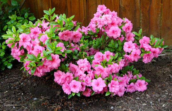 Cost of Azaleas Removal in Auburn
