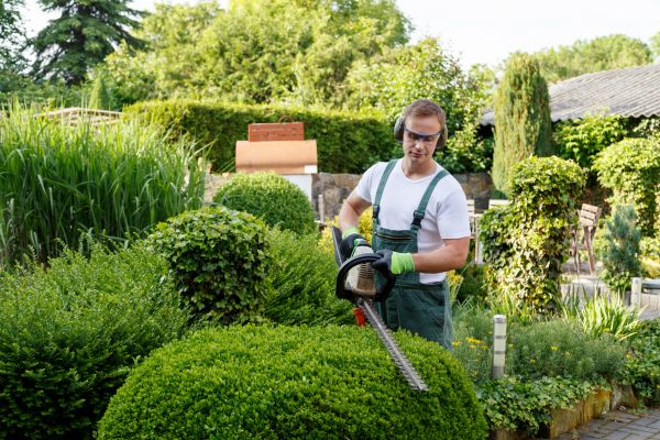 Cost of Shrubs Trimming in Auburn