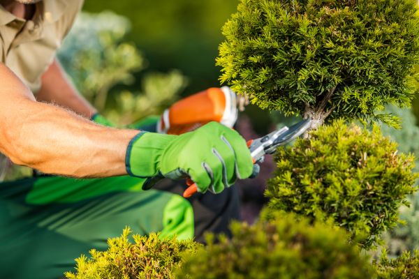 Cost of Landscape Pruning Service in Auburn