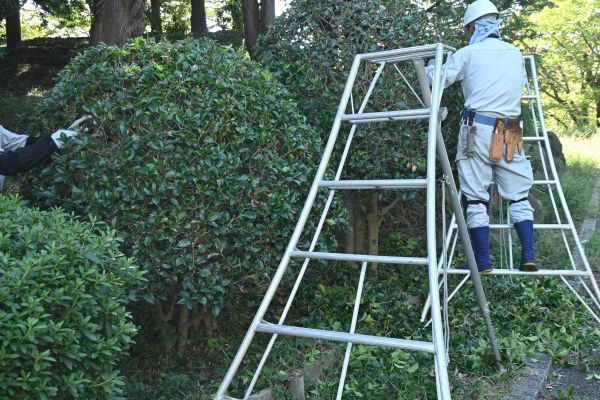 Cost of Holly Shaping in Auburn