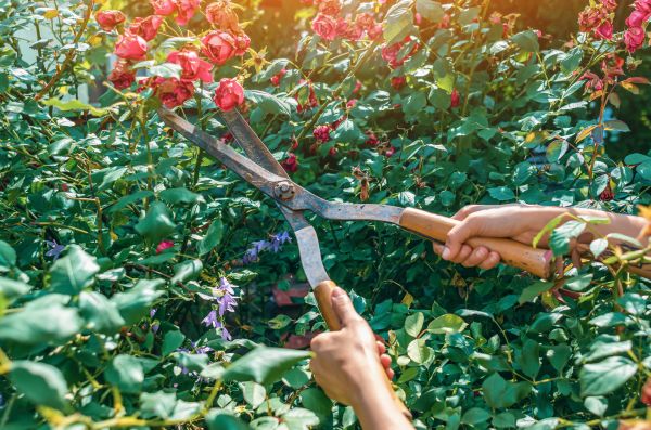 Cost of Knockout Roses Pruning in Auburn