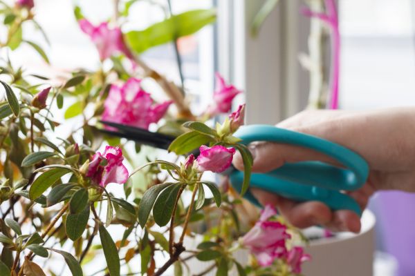 Cost of Azalea Pruning in Auburn