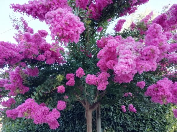 Cost of Crape Myrtle Pruning in Auburn