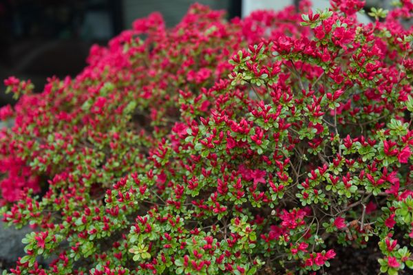 Cost of Weigela Removal Service in Auburn